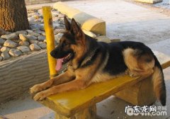 怎样降低德牧的统治欲