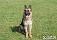 如何降低德牧的攻击性