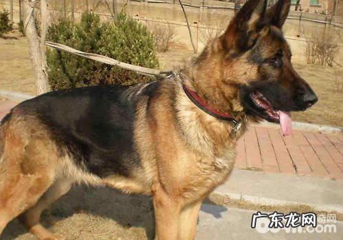 影响狗狗训练效果的因素有哪些