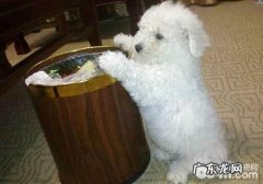 如何防止狗狗乱翻垃圾桶