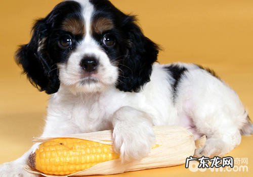 如何改进小狗出门粘到自身脚旁的难题