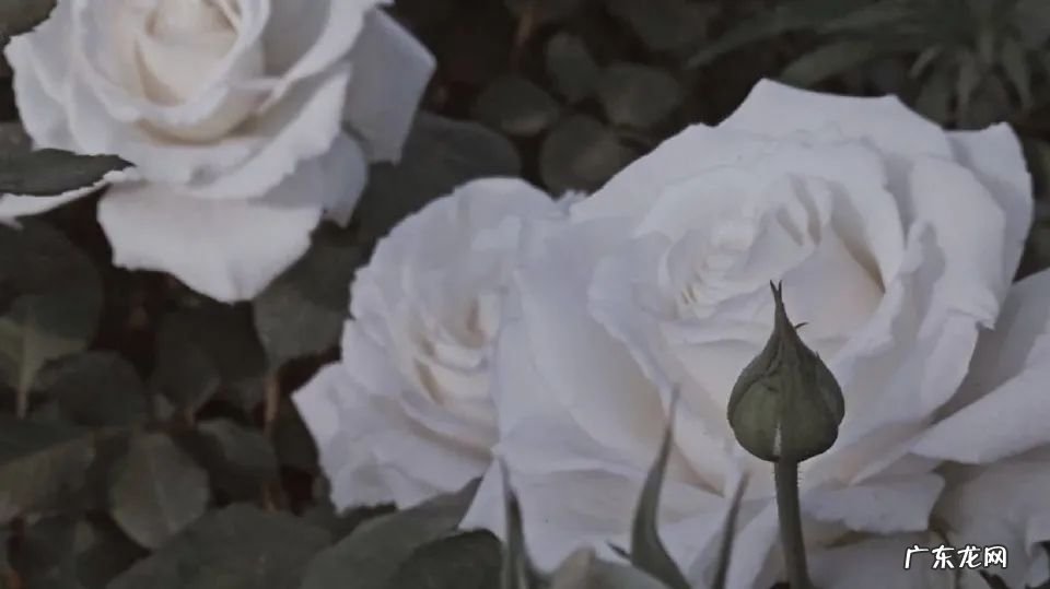 江小白文案大合集：总有一句戳中你的心