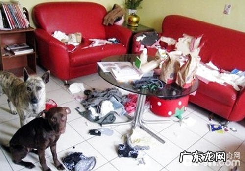 如何避免 小狗毁坏家俱