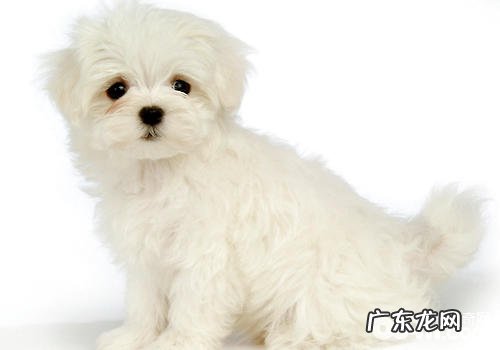 训练小狗食材是不是相当于行贿