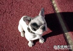 训练小狗食材是不是相当于行贿