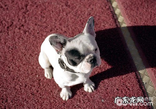 训练小狗食材是不是相当于行贿