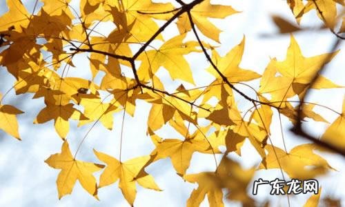 描写秋天银杏树的优美句子名家名作 【抖音文案】描写银杏树的优美句子300字