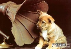 怎样让小狗理智解决出现异常响声