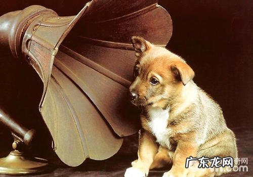 怎样让小狗理智解决出现异常响声