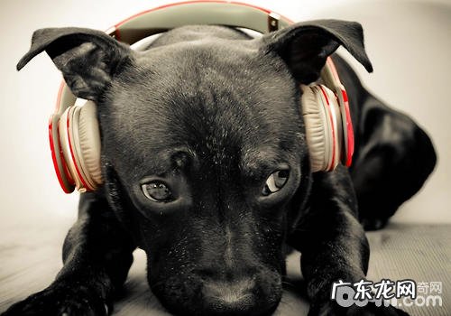 怎样让小狗理智解决出现异常响声