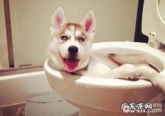 如何改进小狗随处代谢