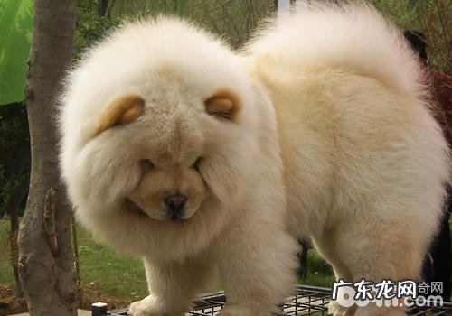 如何改正小狗的爆冲个人行为