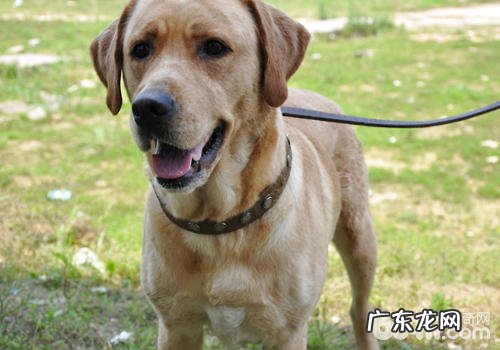 如何改正小狗的爆冲个人行为