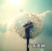 关于蒲公英的爱情句子 【抖音文案】蒲公英抒情爱情句子