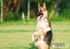 训狗如何的奖赏方法比较好