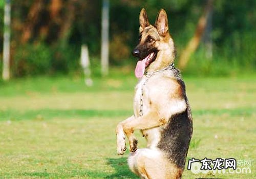 训狗如何的奖赏方法比较好