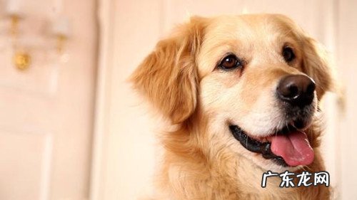 金毛狗狗喜欢吃路面上的物件是什么情况