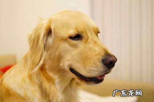 金毛狗狗喜欢吃路面上的物件是什么情况