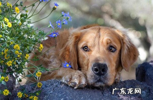 金毛狗狗喜欢吃路面上的物件是什么情况