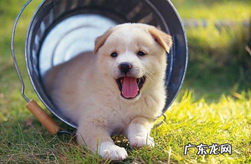 小狗狗脸科长癣会传染吗