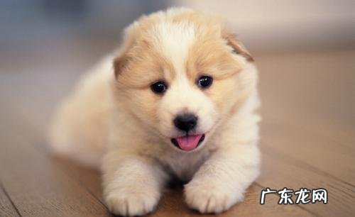 小狗狗脸科长癣会传染吗