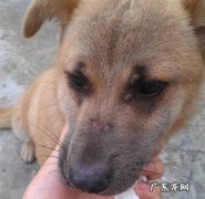 小狗狗脸科长癣会传染吗