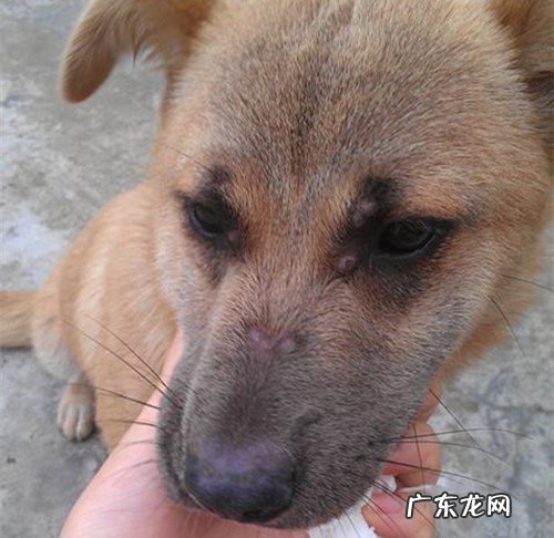 小狗狗脸科长癣会传染吗