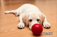 小狗口腔溃烂还拉肚子用什么药