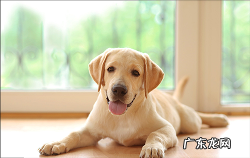 小狗口腔溃烂还拉肚子用什么药