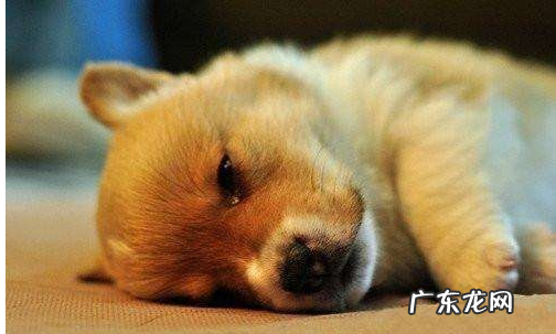 小狗要想“胃肠身体健康”，这好多个层面就不能犯