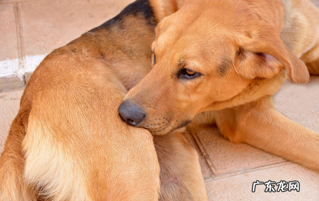 小狗要想“胃肠身体健康”，这好多个层面就不能犯