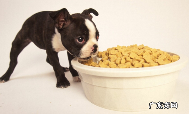 小狗要想“胃肠身体健康”，这好多个层面就不能犯