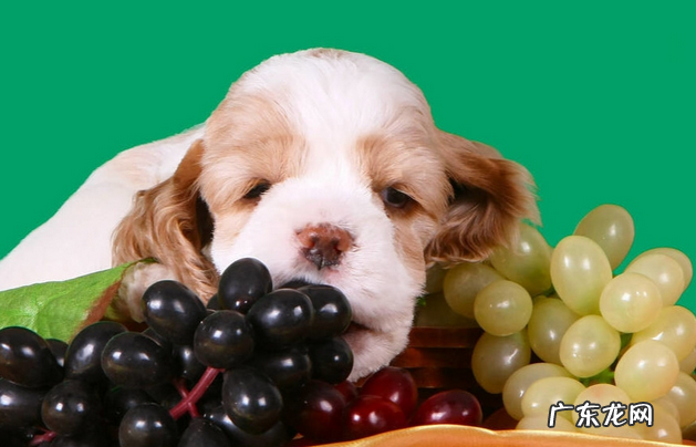 小狗要想“胃肠身体健康”，这好多个层面就不能犯