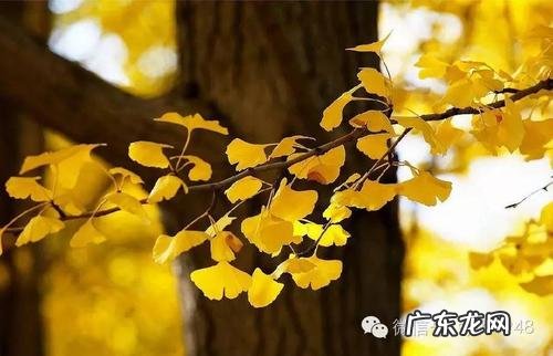 形容银杏树的句子唯美 【抖音文案】银杏树句子唯美