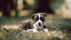 减肥吃一天西瓜:一天一个西瓜会长胖吗？不吃饭？