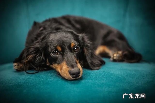 小狗得了慢性胰腺炎到底能有多疼?这几类小狗最很容易得,要小心!