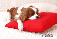 狗狗爱咬该怎么办