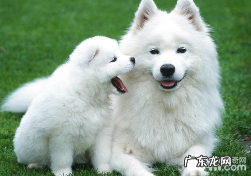 狗狗爱咬该怎么办