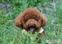 训练小狗的好多个因素