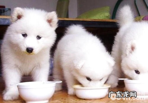 怎么训练狗狗好好用餐