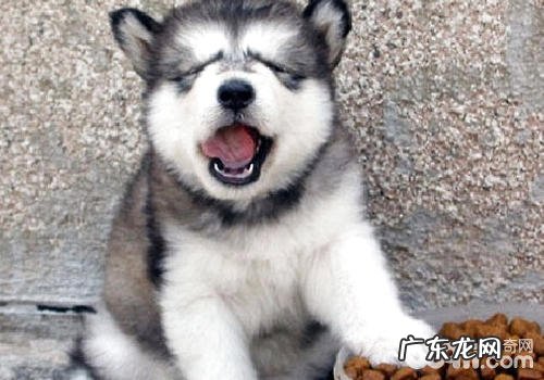 怎么训练狗狗好好用餐