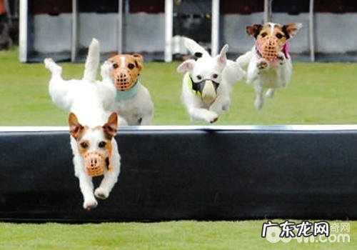 【训练攻略】怎么训练狗狗跨障碍