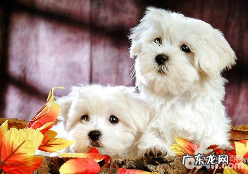 狗狗社会化训练的重要性