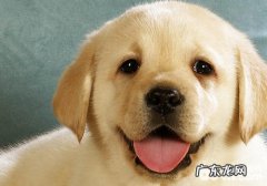 狗狗社会化训练的重要性