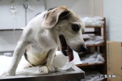 小狗一定要做绝育手术吗？