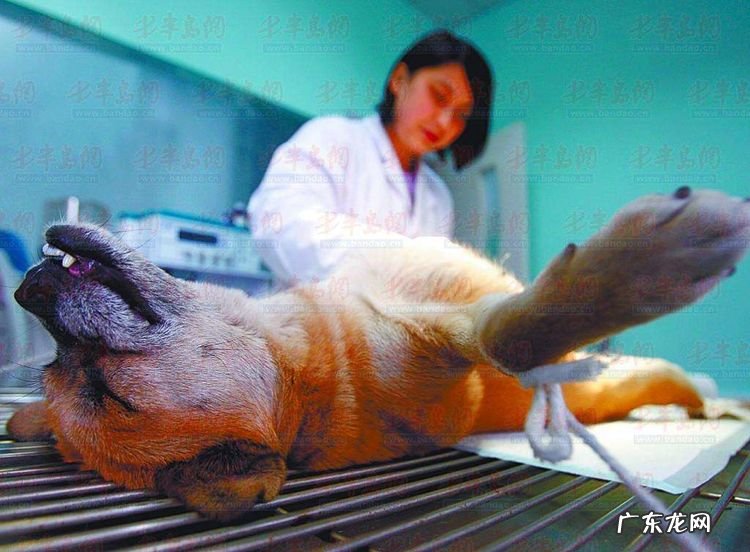 小狗一定要做绝育手术吗?