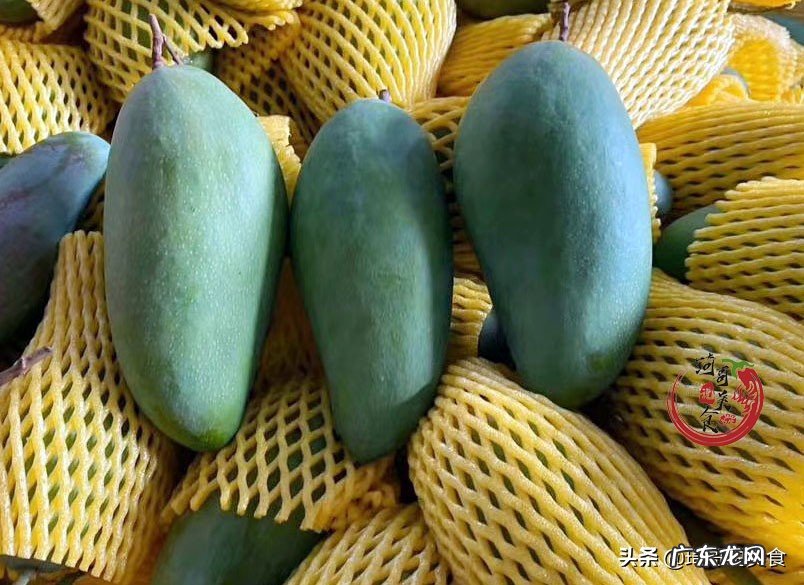 芒果怎么催熟不会烂？怎么判断芒果有没有熟？