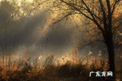 描写清晨美景的优美句子 【抖音文案】环境描写清晨的优美句子