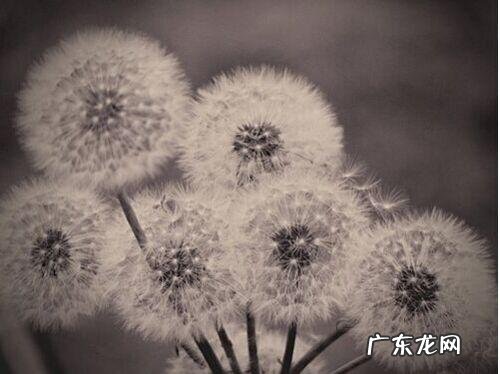 蒲公英佳句话花 【抖音文案】蒲公英的好词佳句