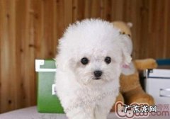 怎样训练小狗找寻食材